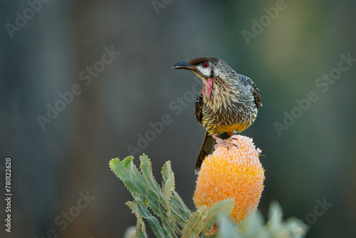 Red Wattlebird - Anthochaera carunculata  is a passerine bird native to southern Australia. Honeyeater with red wattles feeds on flower nectar from Banksia blooms. Beautiful colourful background