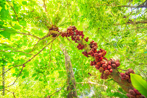 Ficus macrocarpa in Baihualing tropical rain forest, Hainan, China photo