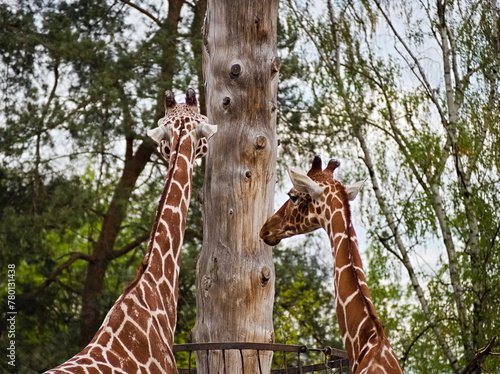 Canvas Print two giraffes with a tree in a Wrocław zoo