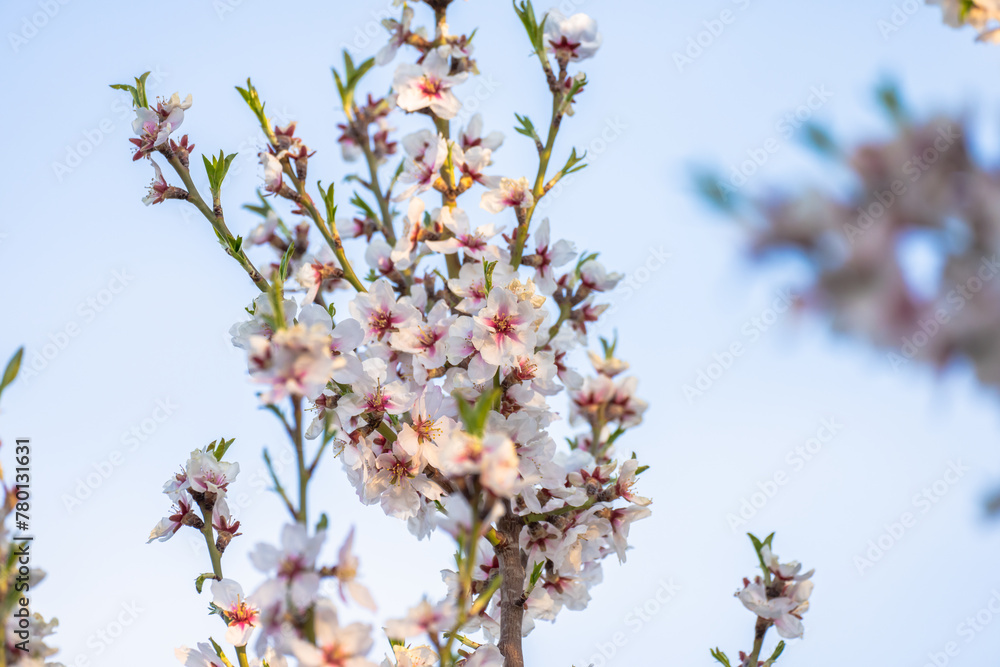 The blossoming white apricot tree, a beautiful picture of nature The blossoming white apricot tree, a beautiful picture of nature