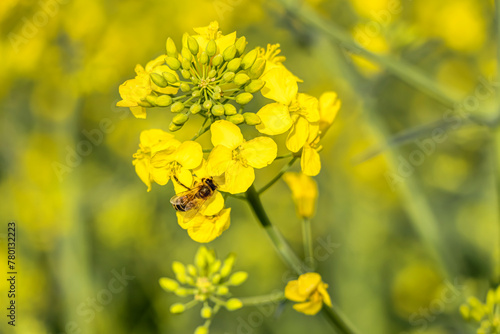 Wildbienen schwirren um leuchtend gelbe Rapsfeldblüten auf der Suche nach Nektar.