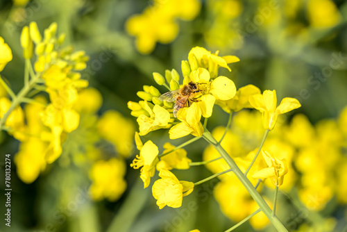 Wildbienen schwirren um leuchtend gelbe Rapsfeldblüten auf der Suche nach Nektar. photo