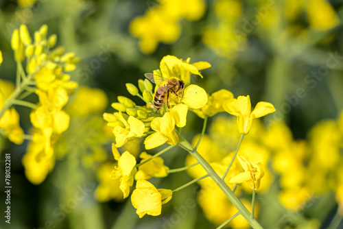 Wildbienen schwirren um leuchtend gelbe Rapsfeldblüten auf der Suche nach Nektar	