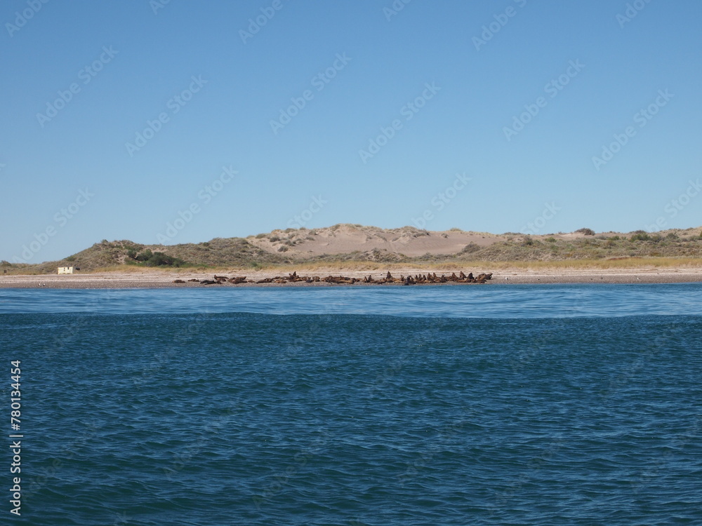 Lobos Marinos en Las grutas, Rio negro, Argentina