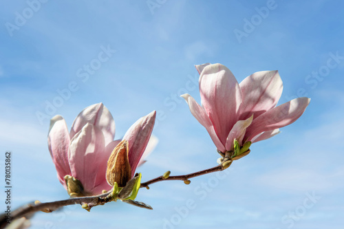 Blooming magnolia against the sky