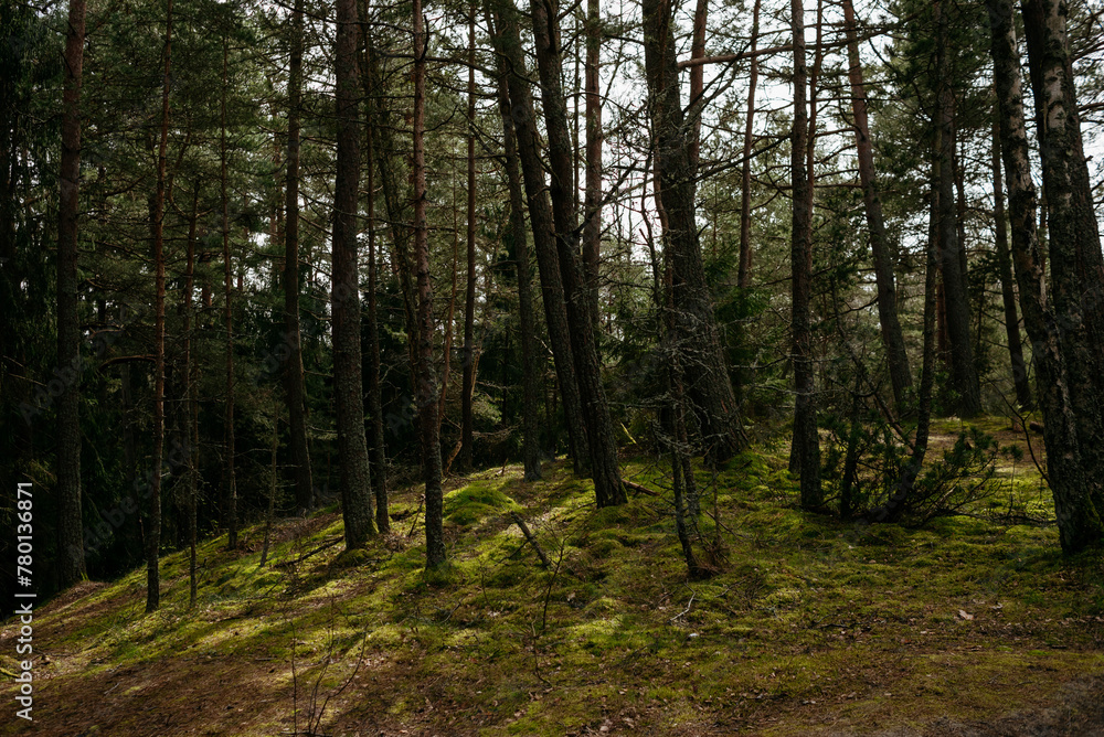 Fototapeta premium Picturesque photos of nature objects of the Curonian Spit National Park