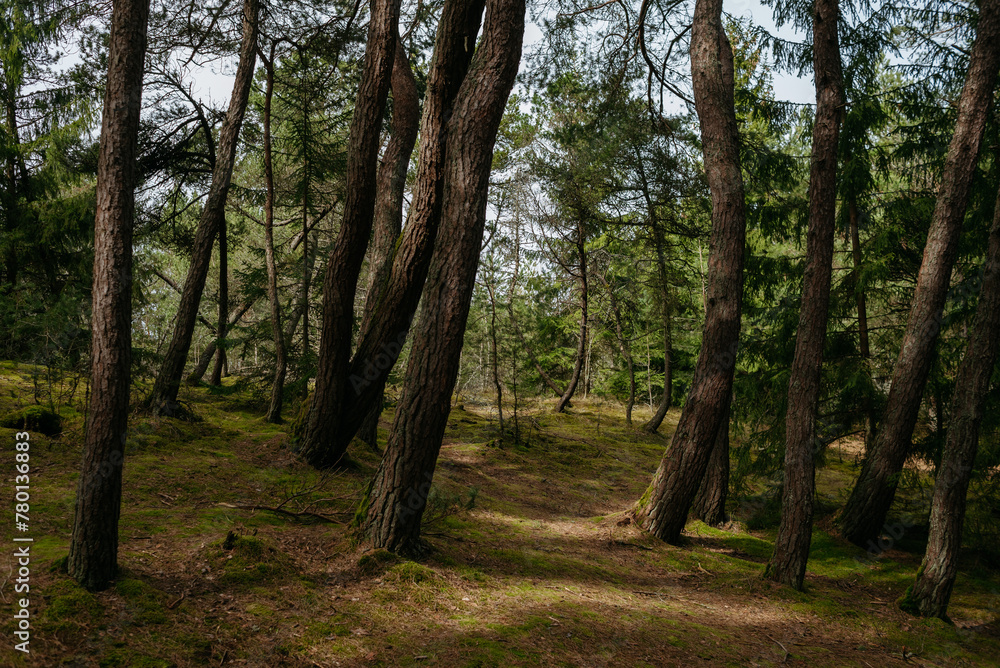Naklejka premium Picturesque photos of nature objects of the Curonian Spit National Park