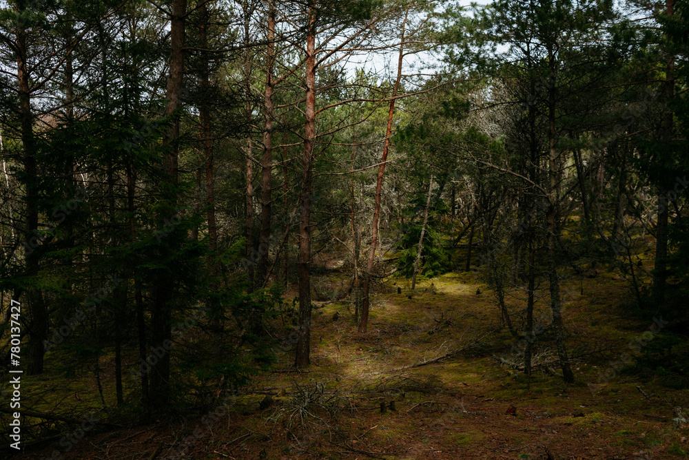 Naklejka premium Picturesque photos of nature objects of the Curonian Spit National Park