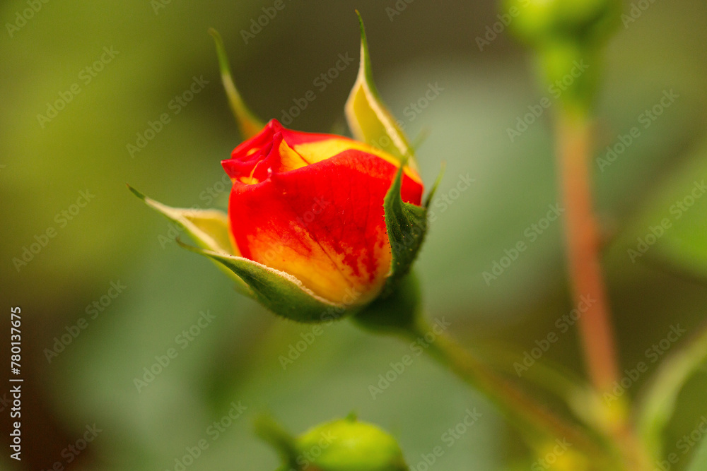 Botão de rosa de cores amarela e vermelha. Botão de rosa de cores amarela e vermelha.