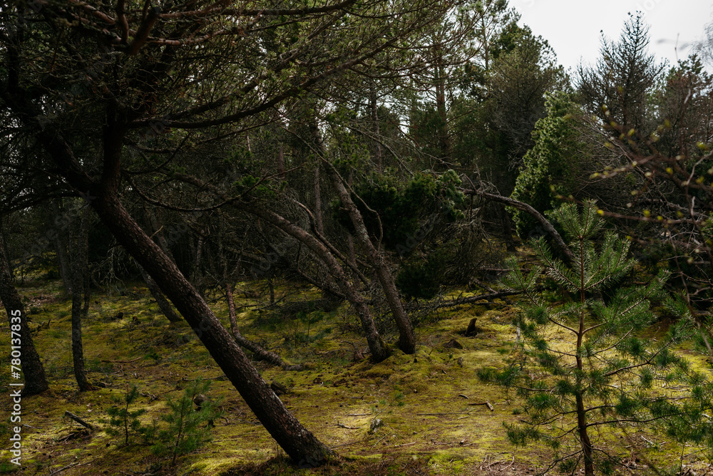 Fototapeta premium Picturesque photos of nature objects of the Curonian Spit National Park