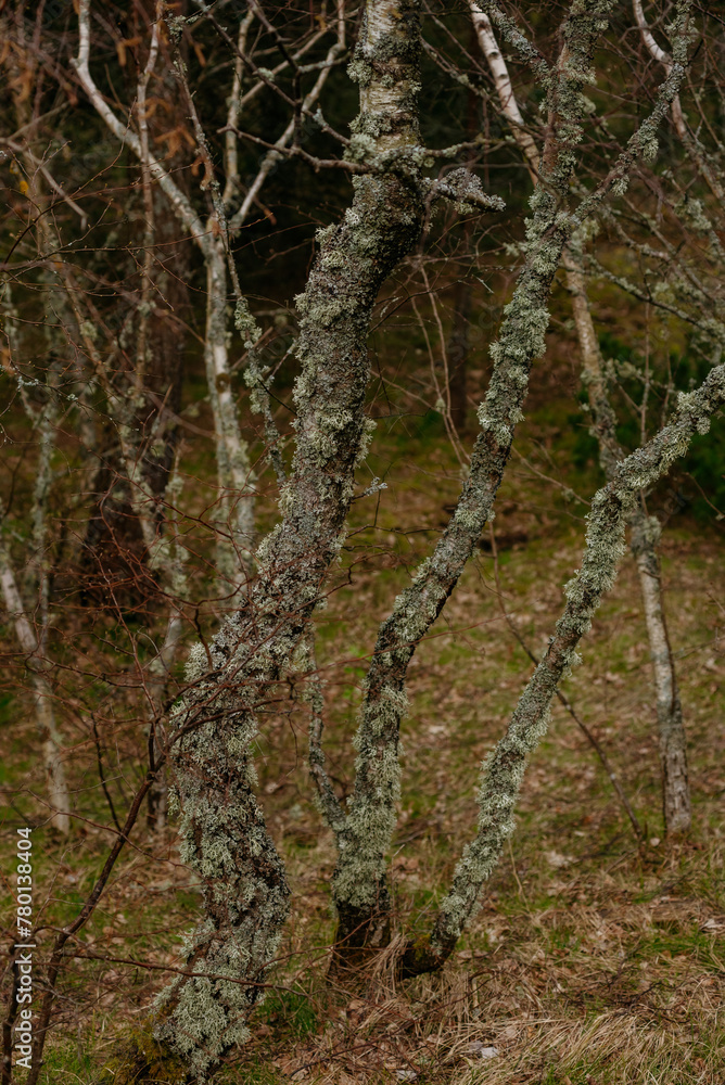 Picturesque photos of nature objects of the Curonian Spit National Park