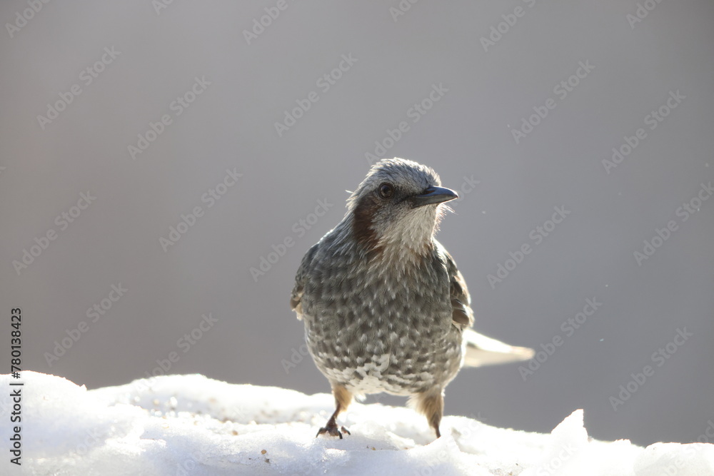 Obraz premium Brown-eared bulbul (Hypsipetes amaurotis amaurotis) is a medium-sized bulbul native to eastern Asia. This photo was taken in Nagano pref, Japan.