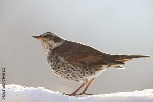 Dusky thrush (Turdus eunomus) is a member of the thrush family which breeds eastwards from central Siberia to Kamchatka wintering to Japan. photo