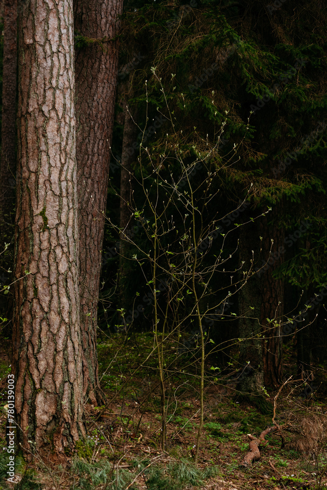 Fototapeta premium Picturesque photos of nature objects of the Curonian Spit National Park