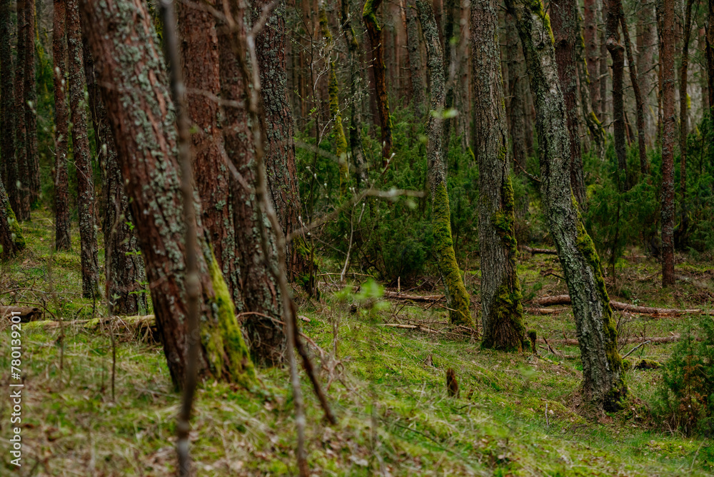 Picturesque photos of nature objects of the Curonian Spit National Park Picturesque photos of nature objects of the Curonian Spit National Park
