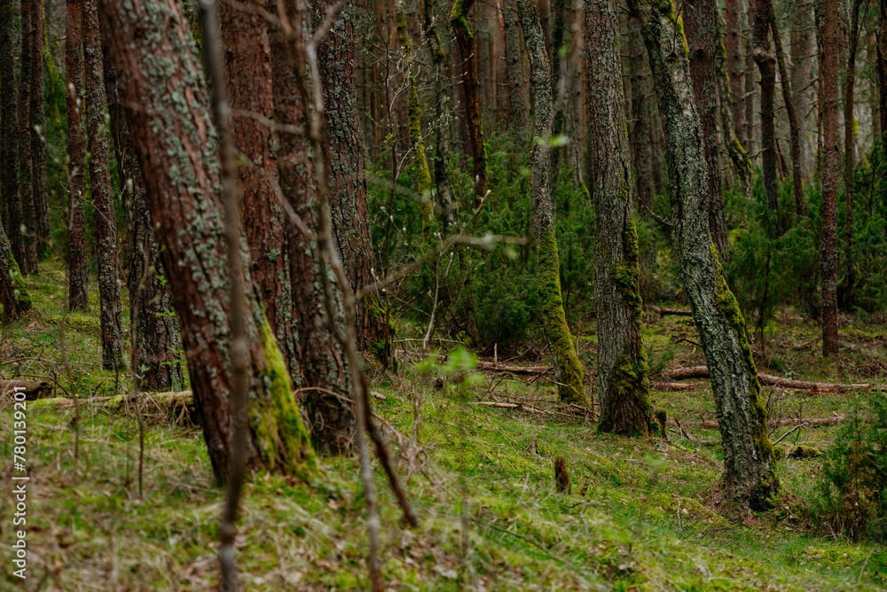 Picturesque photos of nature objects of the Curonian Spit National Park