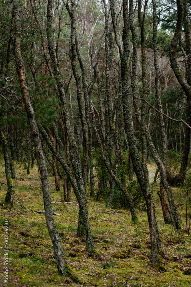 Picturesque photos of nature objects of the Curonian Spit National Park Picturesque photos of nature objects of the Curonian Spit National Park