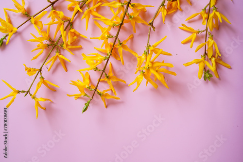Spring background with yellow Forsythia flowers on pink frame , copy space