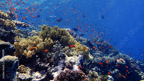 Fototapeta Naklejka Na Ścianę i Meble -  Underwater photo of a colorful coral reef