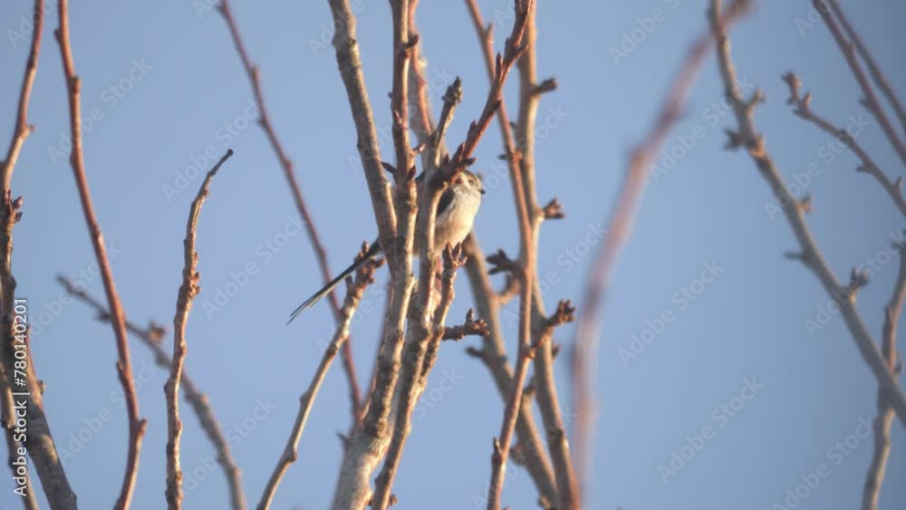 Long-Tailed Tit perched on a tree branch in warm sunlight with clear blue sky Long-Tailed Tit perched on a tree branch in warm sunlight with clear blue sky