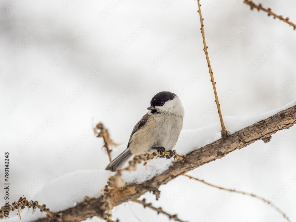 Cute bird the willow tit, song bird sitting on a branch without leaves in the winter. Cute bird the willow tit, song bird sitting on a branch without leaves in the winter.