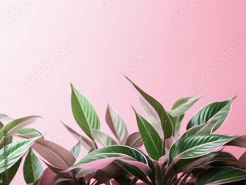 Vibrant pink backdrop highlights lush green plants in banner