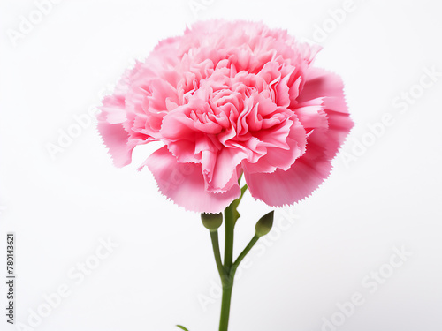 Solitary pink carnation flower provides a backdrop for Mother s Day celebrations