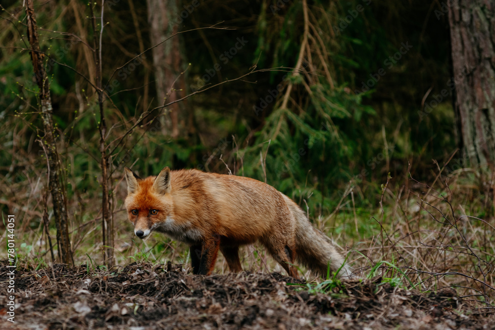 Fototapeta premium The sly fox in the National Park