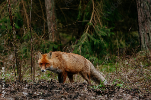 The sly fox in the National Park