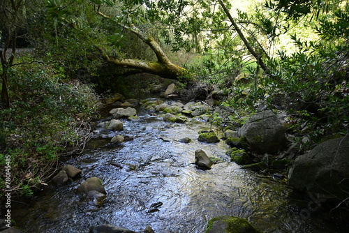 stream in the forest