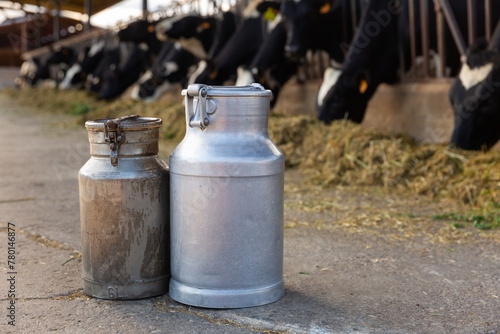 Closeup of aluminum milk cans standing outdoor on dairy farm against background of cows eating hay in cowshed, selective focus