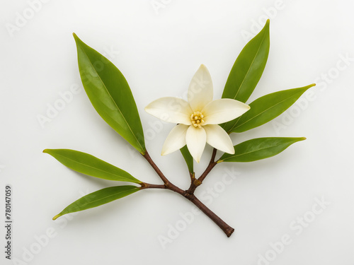 Vanilla flower plant on white background