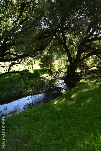 river in the forest