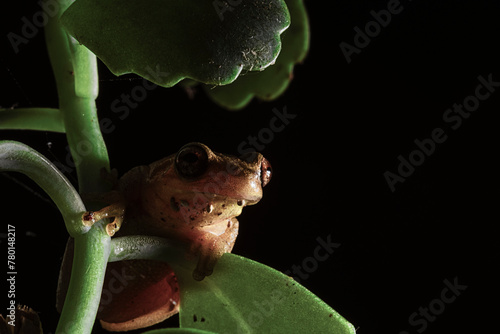 colombian frog on cauca