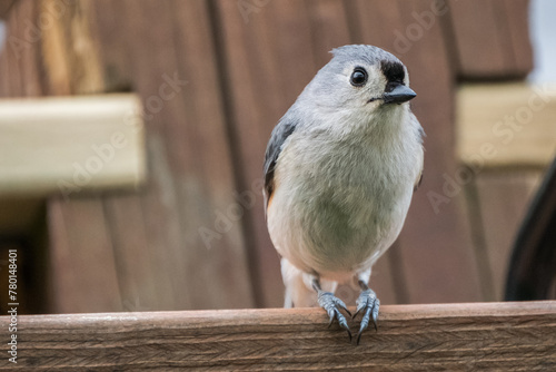 Tufted titmouse