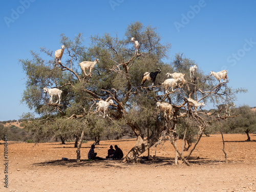 Tree Goats of Morocco
