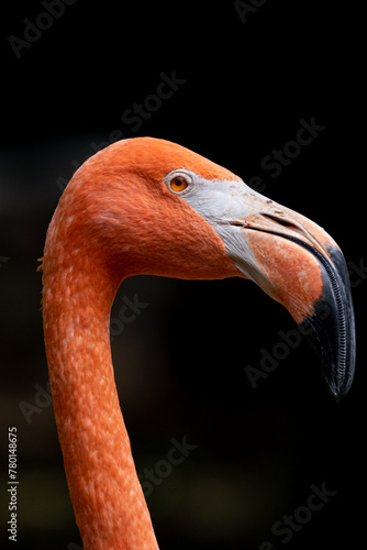 pink flamingo portrait
