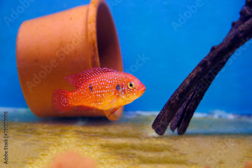 African cichlid jewelfish - (Hemichromis bimaculatus)