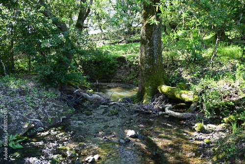 stream in the forest