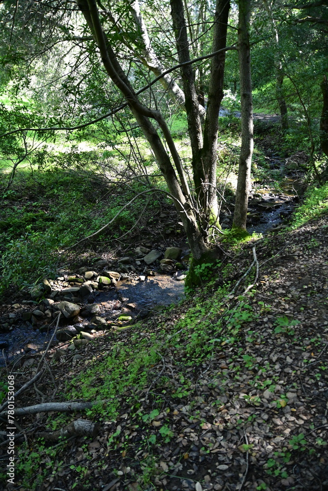 Fototapeta premium stream in the woods