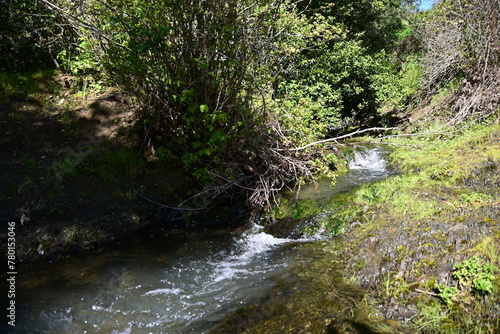 stream in the forest