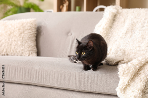 Cute black cat on sofa in living room