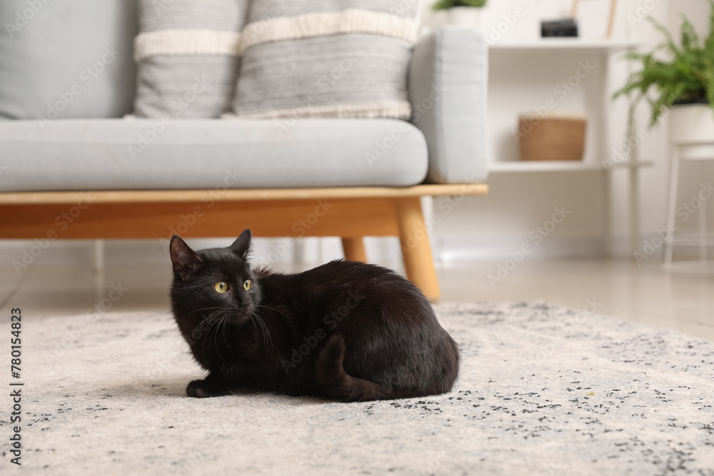 Cute black cat sitting on carpet near sofa in living room - obrazy, fototapety, plakaty 