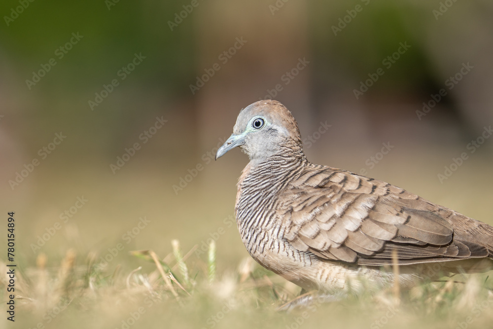 The zebra dove (Geopelia striata), also known as the barred ground dove, or barred dove, is a species of bird of the dove family, Columbidae, native to Southeast Asia. Kapiʻolani Regional Park, The zebra dove (Geopelia striata), also known as the barred ground dove, or barred dove, is a species of bird of the dove family, Columbidae, native to Southeast Asia. Kapiʻolani Regional Park,