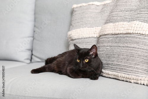 Cute black cat lying near pillow on grey sofa