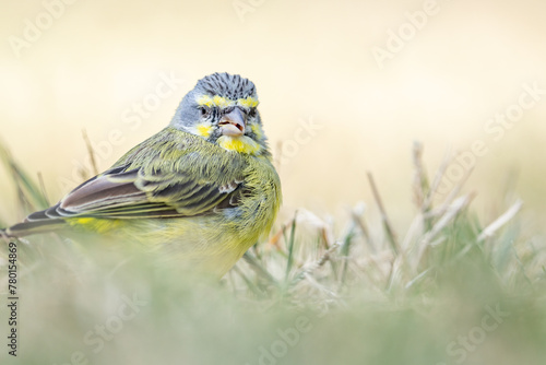 The yellow-fronted canary (Crithagra mozambica) is a small passerine bird in the finch family. It is sometimes known in aviculture as the green singing finch. Kapiʻolani Regional Park Waikiki Honolulu photo