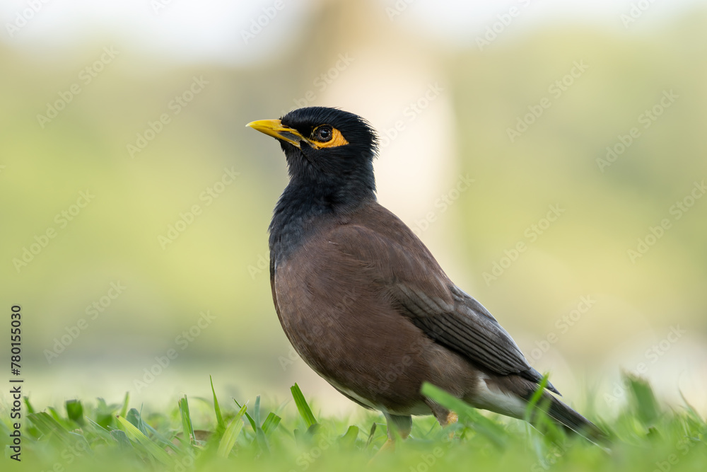 The common myna or Indian myna (Acridotheres tristis), sometimes spelled mynah, is a bird in the family Sturnidae, native to Asia. Kapiʻolani Regional Park, Waikiki Honolulu Oahu Hawaii
The common myna or Indian myna (Acridotheres tristis), sometimes spelled mynah, is a bird in the family Sturnidae, native to Asia. Kapiʻolani Regional Park, Waikiki Honolulu Oahu Hawaii