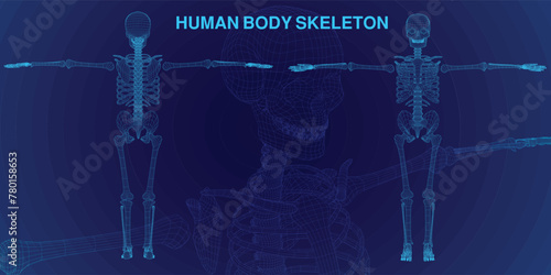 x-ray wireframe human body skeleton anatomical model for medical educational purposes
