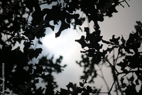 Dark Leaves