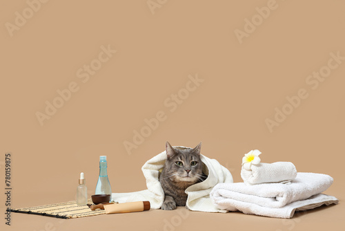 Cute grey cat with white towels and cosmetic products on brown background